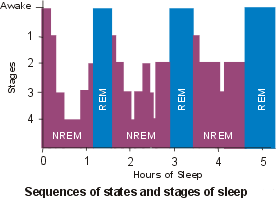 Sequences of states and stages of sleep